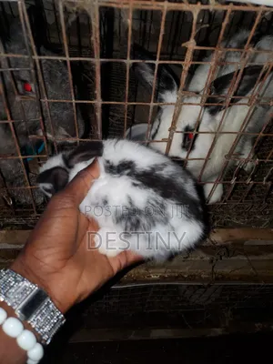 Healthy Rabbits