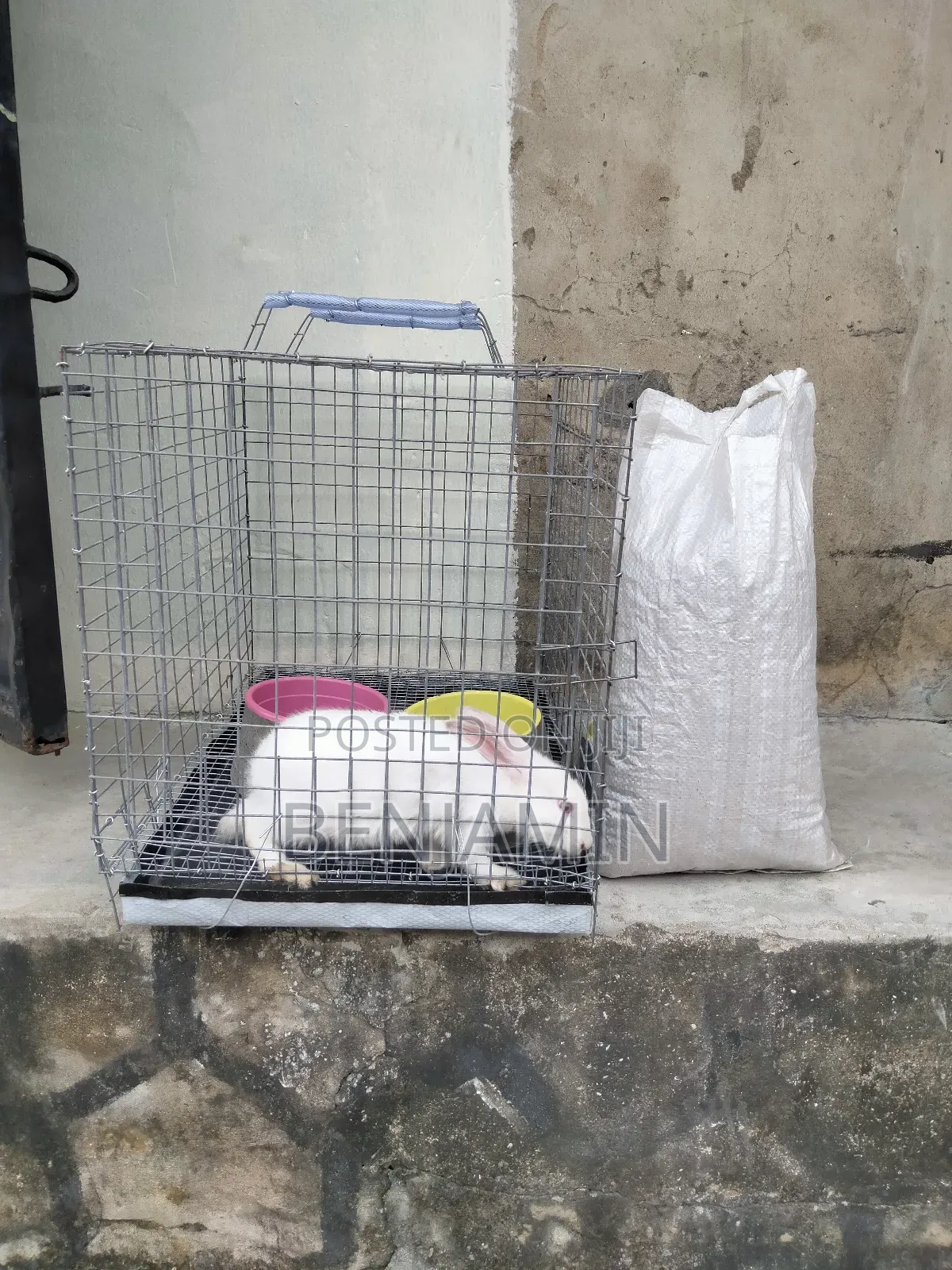 Rabbit Combo (Rabbit, Cage, Feeder Drinker and 5kg Feed)