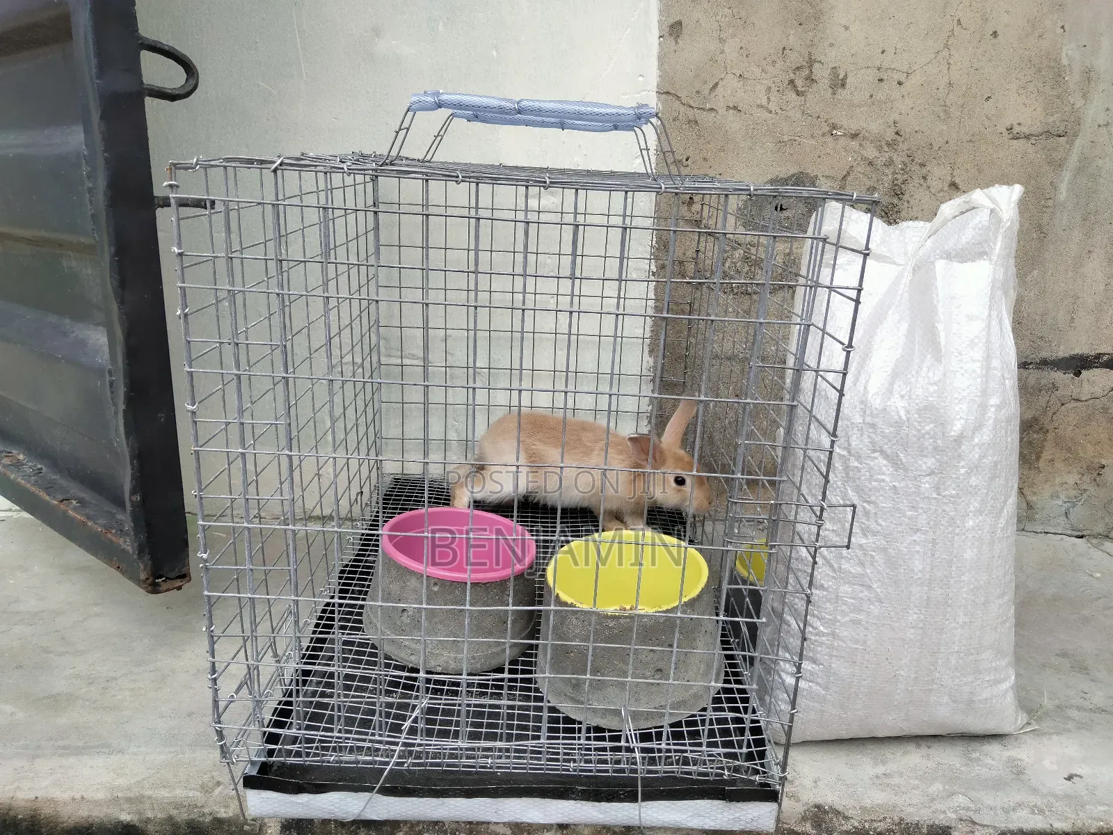 Rabbit Combo (Rabbit, Cage, Feeder Drinker and 5kg Feed)