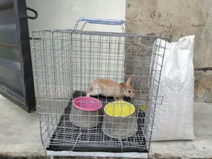 Rabbit Combo (Rabbit, Cage, Feeder Drinker and 5kg Feed)