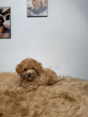 1-3 months Female Purebred Poodle
