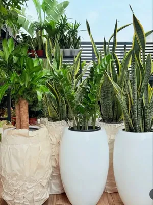 Potted Plants
