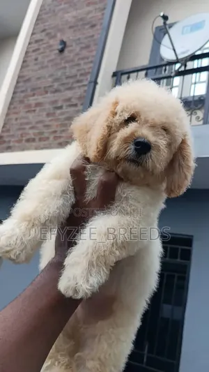 1-3 months Male Purebred Poodle