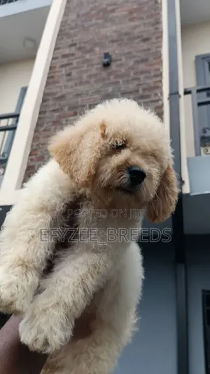 1-3 months Male Purebred Poodle