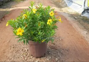Yellow Allamanda