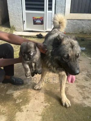 1-3 months Female Purebred Caucasian Shepherd