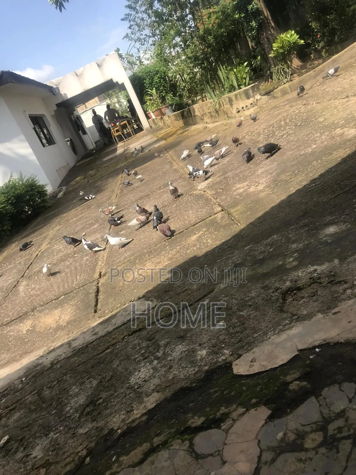 Pigeon Birds