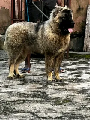 3-6 months Female Purebred Caucasian Shepherd