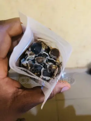 Fresh and Mature Moringa Seeds