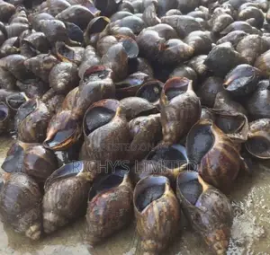 Semi Jumbo Size of Snail for Sale