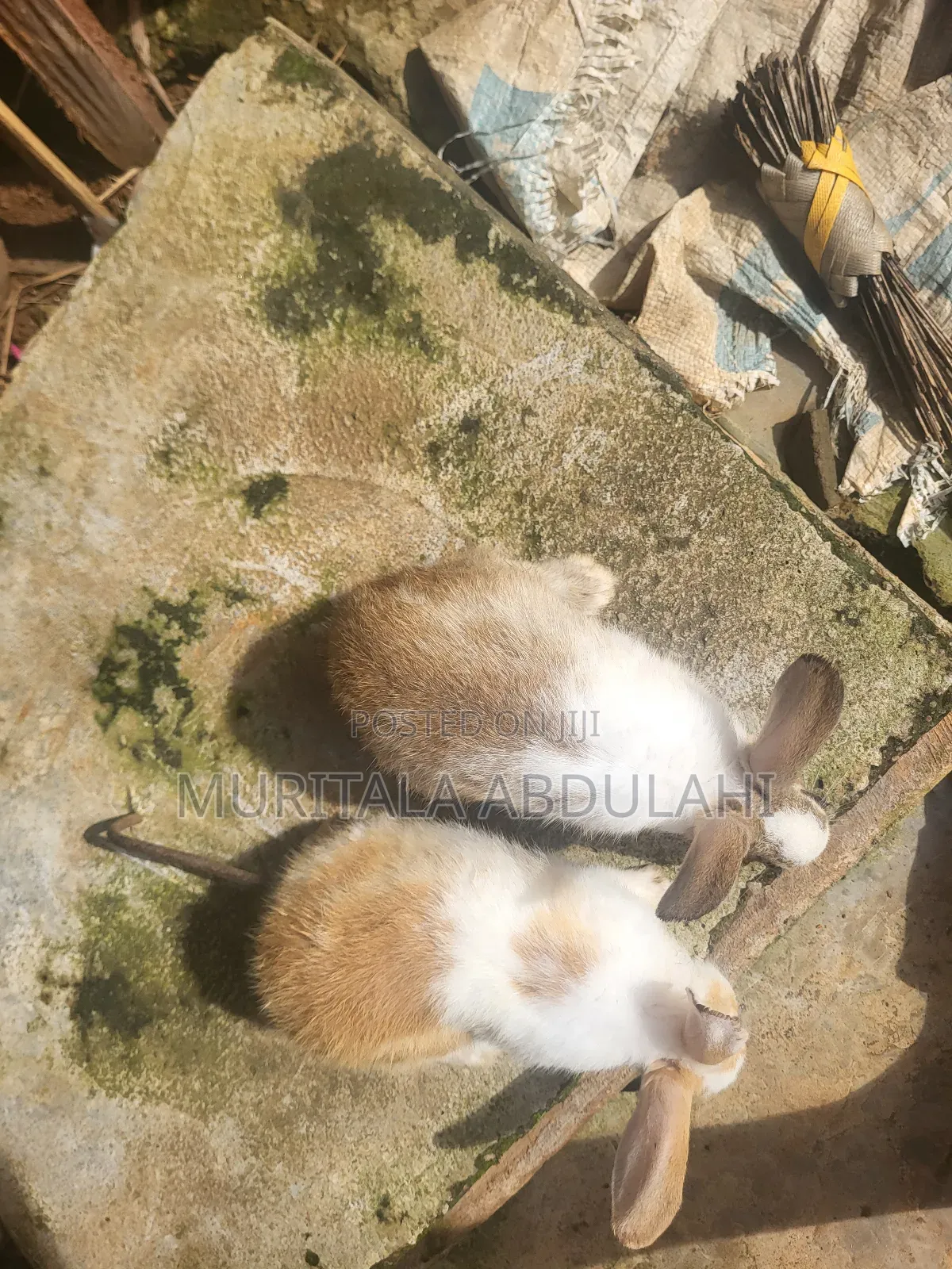Rabbits for Breeding