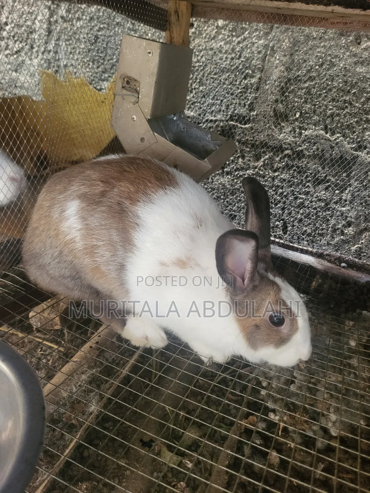 Rabbits for Breeding