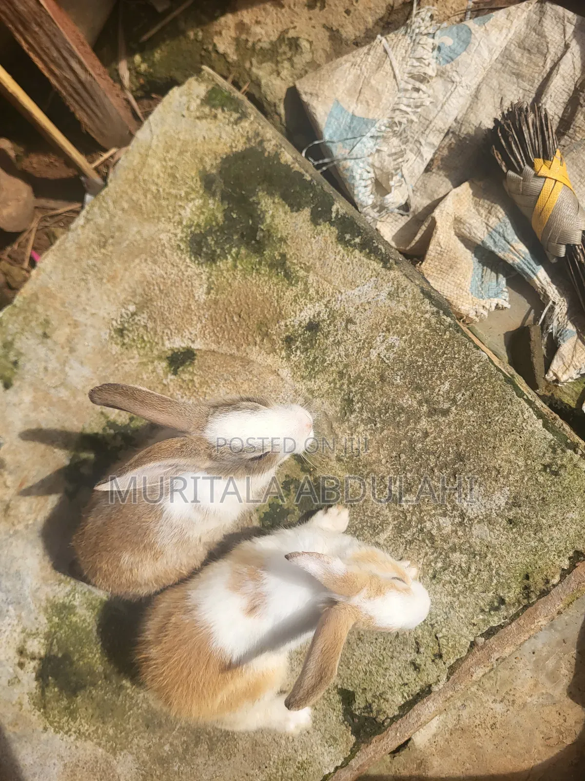 Rabbits for Breeding