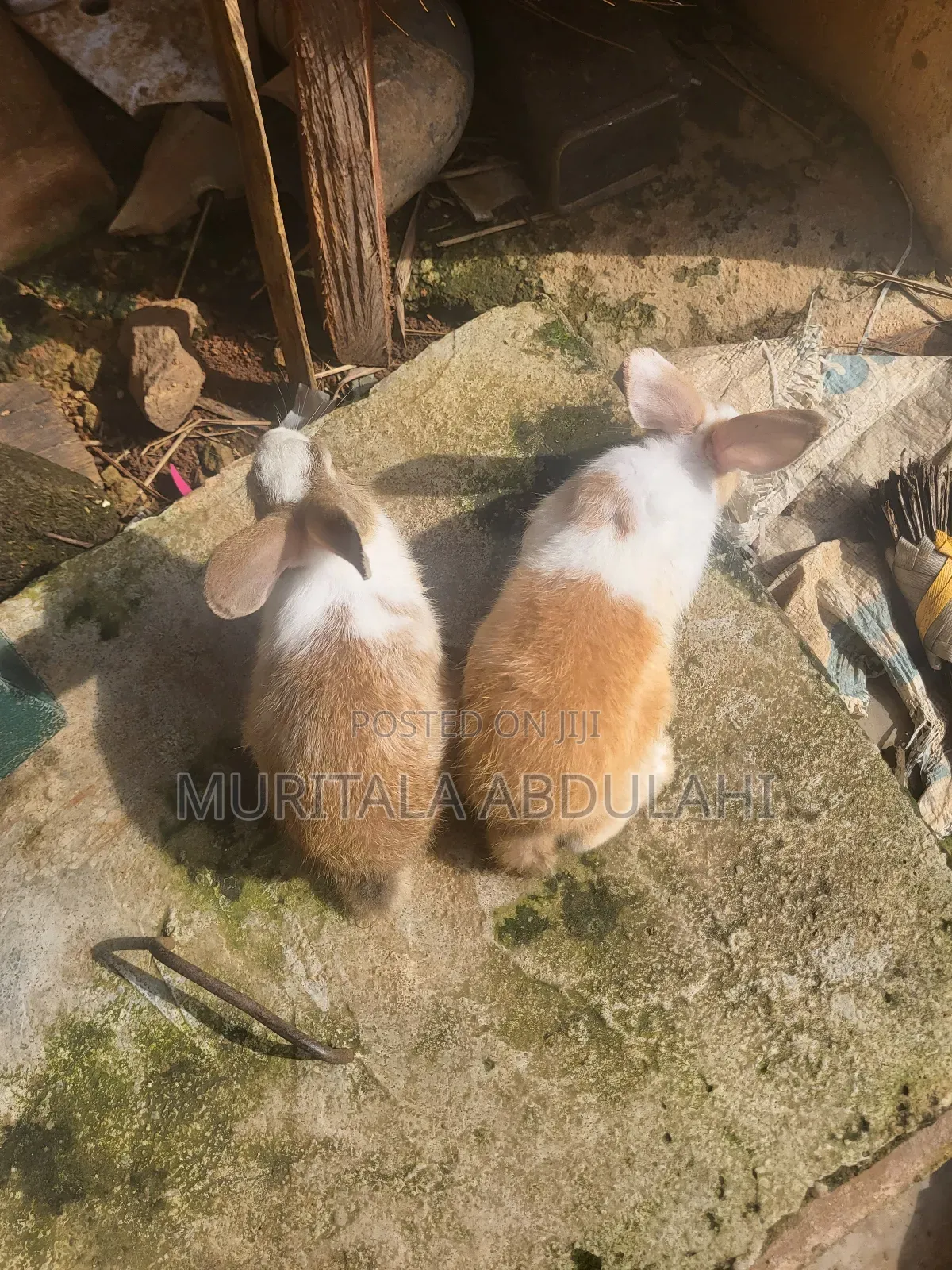 Rabbits for Breeding