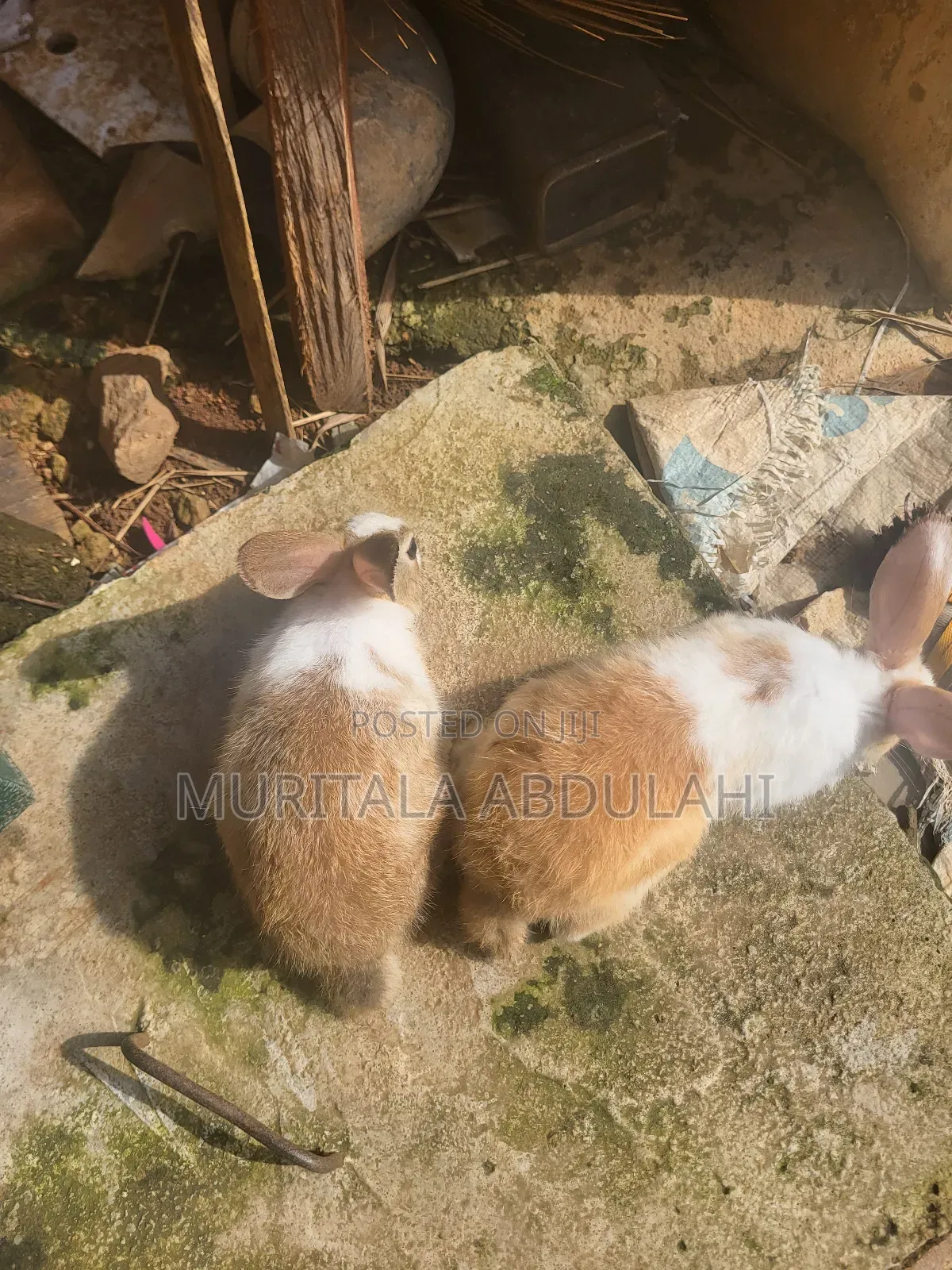 Rabbits for Breeding