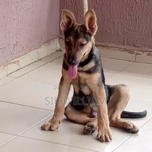 1-3 months Male Purebred German Shepherd