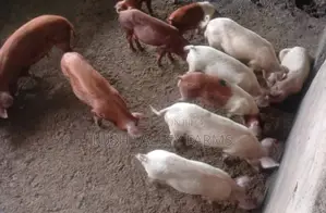 Breeding Stock