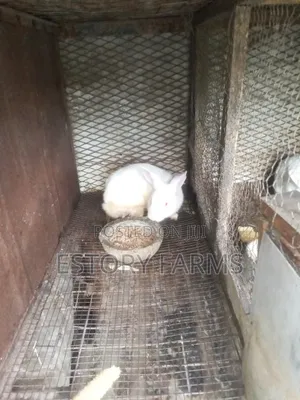 Rabbit, for Sale Weaners/Matured (Male Female )
