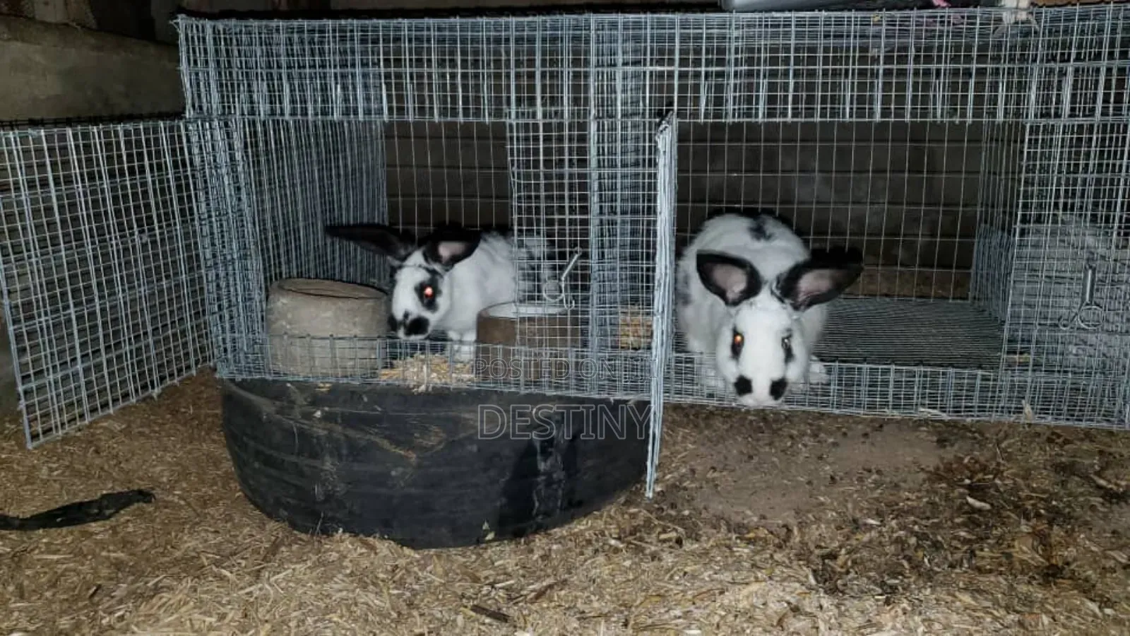 Breeding Stocks