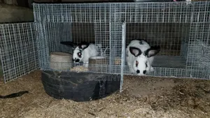 Breeding Stocks