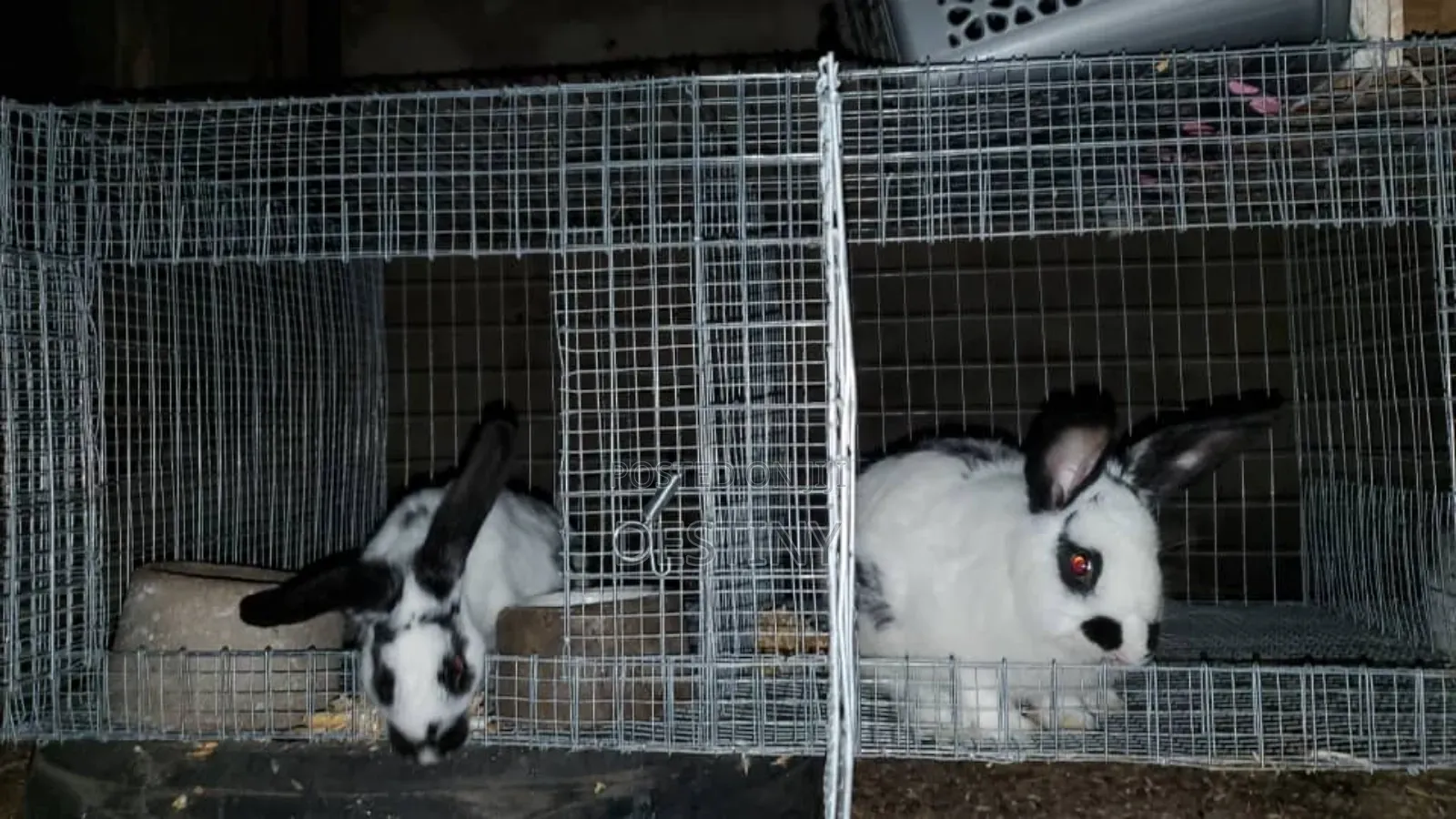 Breeding Stocks