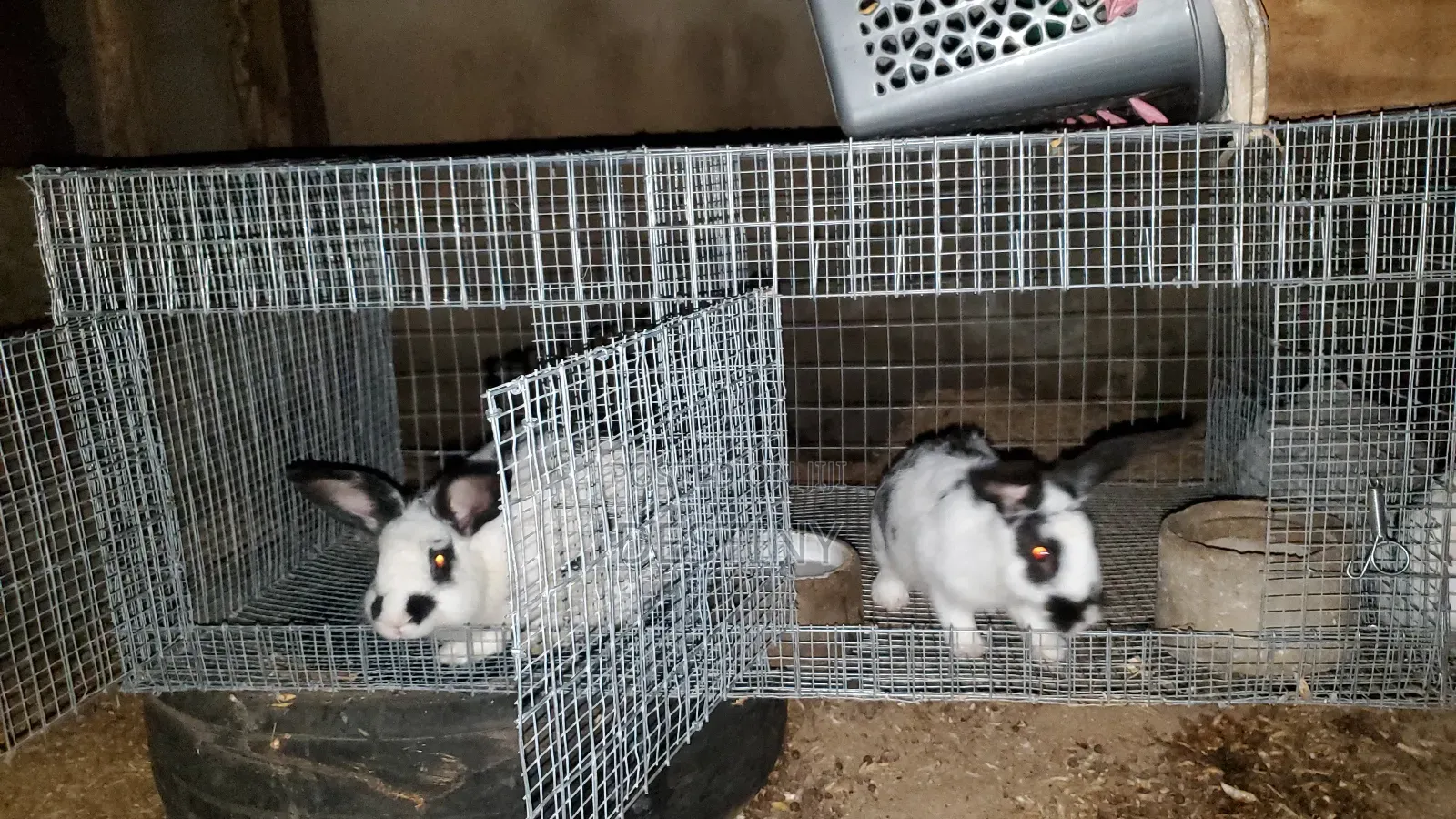 Breeding Stocks