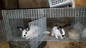 Breeding Stocks