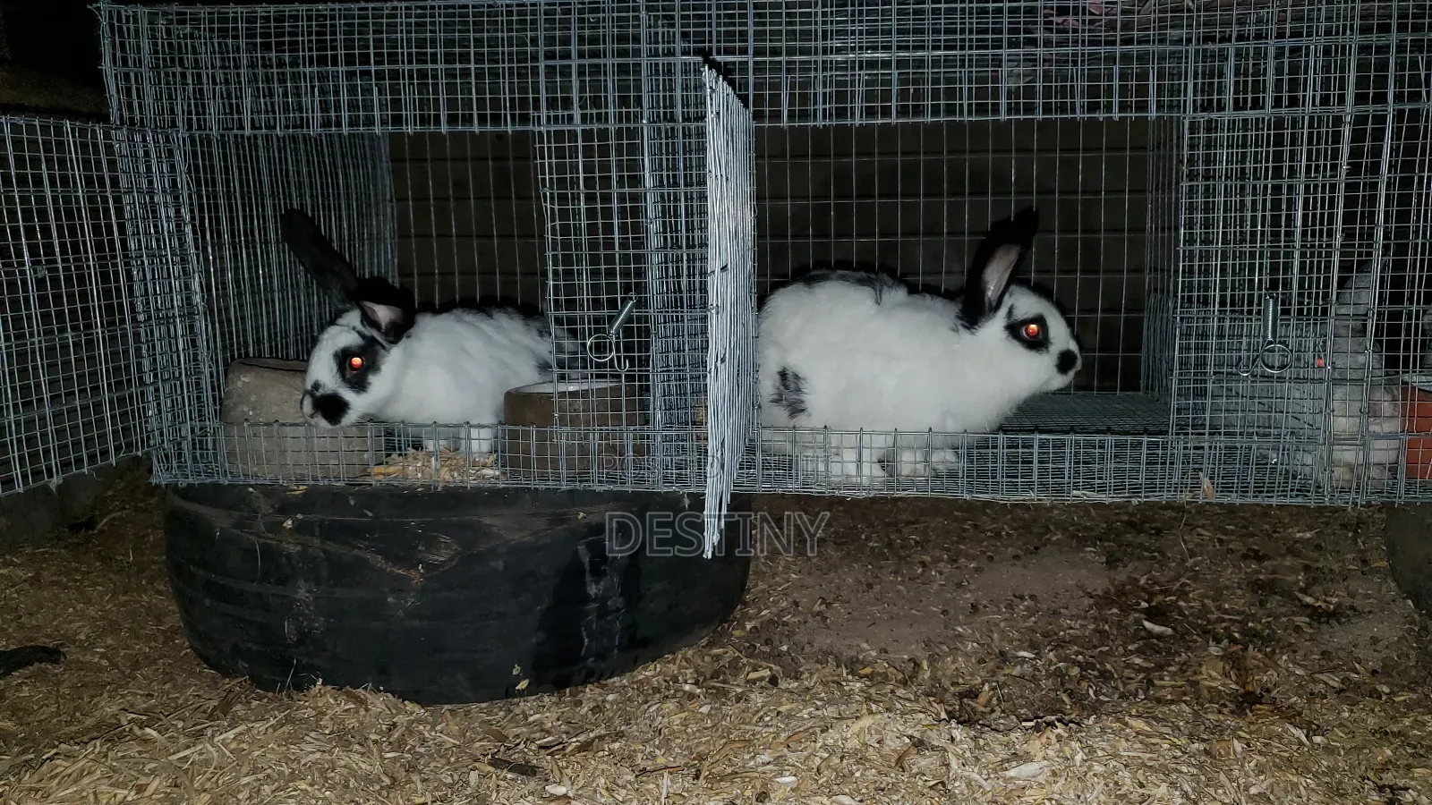 Breeding Stocks