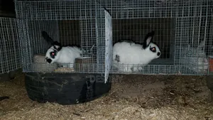 Breeding Stocks