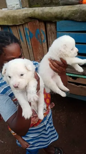 3-6 months Female Purebred American Eskimo
