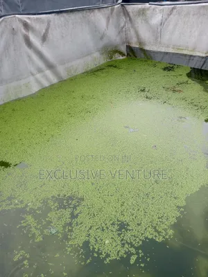 Azolla Plant