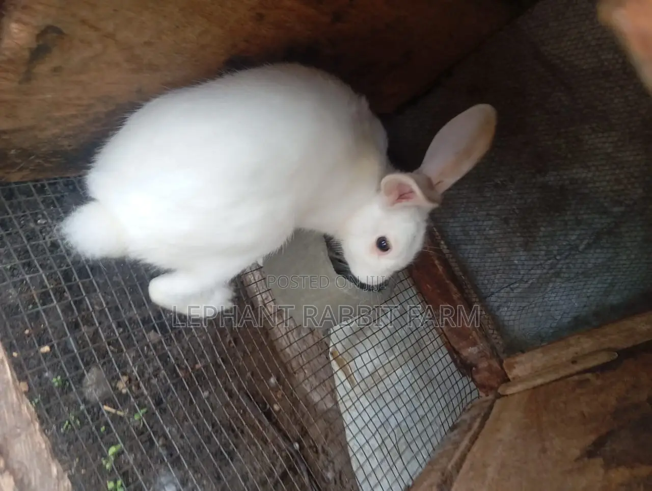 Rabbits in Different Breeds Available for Sale (Weaners)
