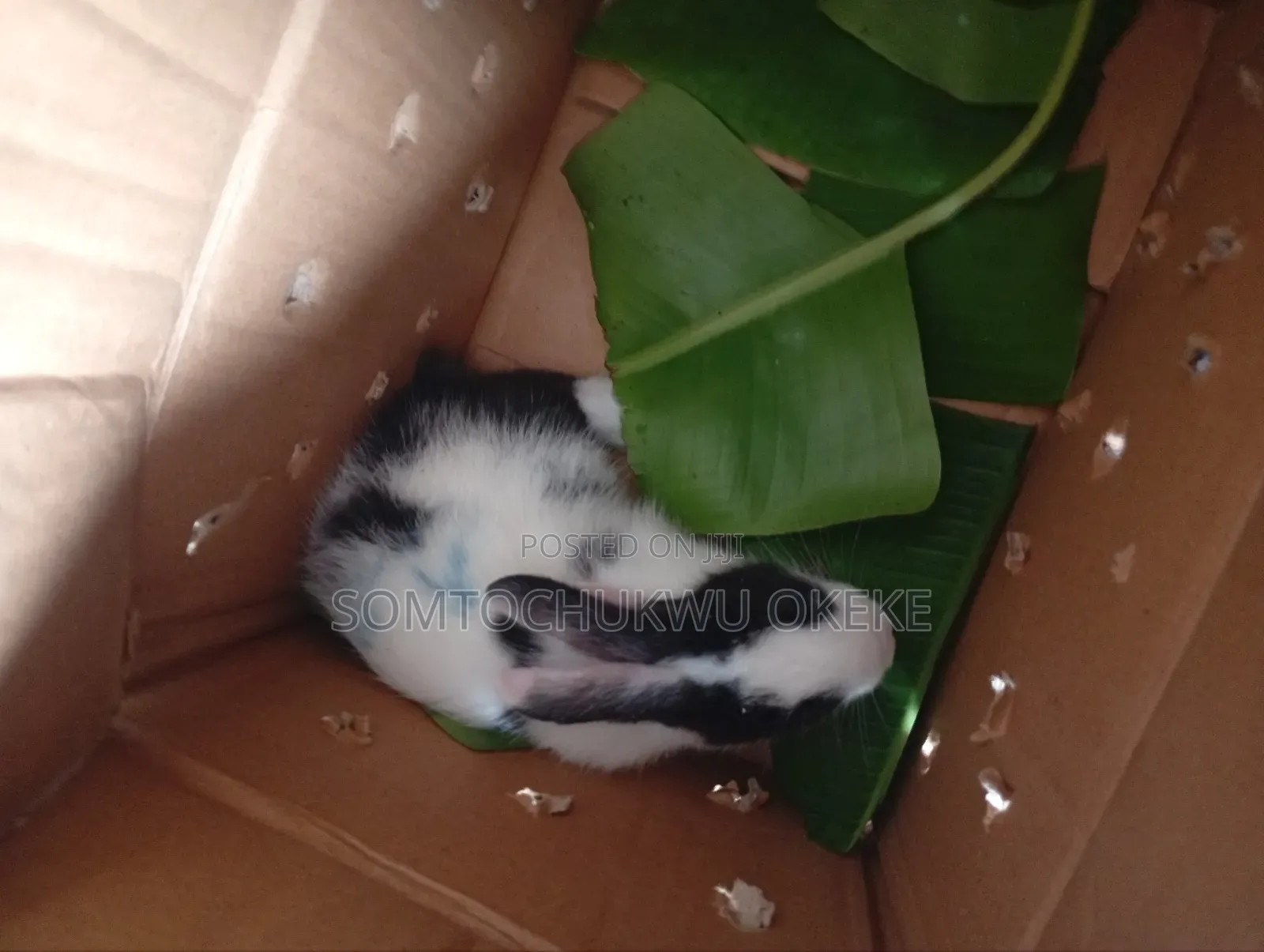 Rabbit For Sell