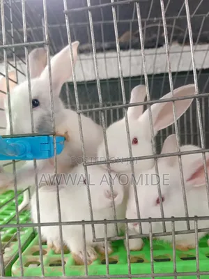 Bunnies for Sale