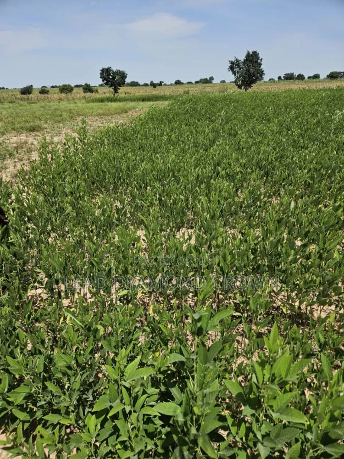 Cajanus Cajan (Pigeon Peas)