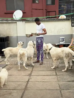 3-6 months Female Purebred Alabai