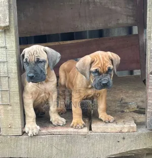 1-3 months Male Purebred Bullmastiff