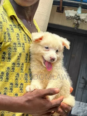 1-3 months Female Purebred American Eskimo