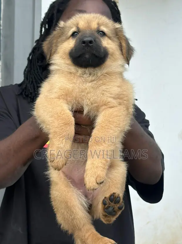 Purebred German Shepherd Puppies With Parents Pics 1-3 Months