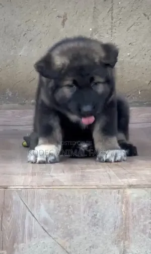 1-3 months Female Purebred Caucasian Shepherd