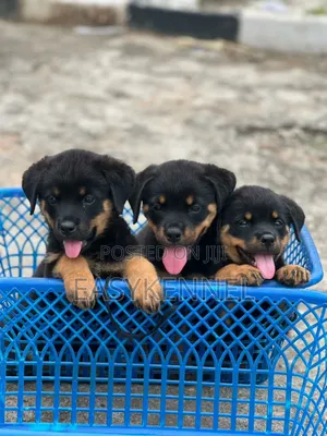 1-3 months Female Purebred Rottweiler