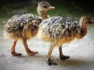The Biggest Bird On Earrh : The Ostrich