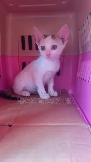 1-3 months Female Purebred American Shorthair