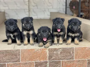 1-3 months Male Purebred German Shepherd