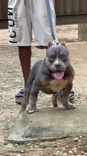 6-12 months Male Purebred American Bully