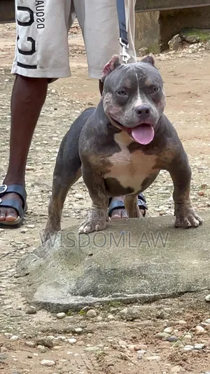 6-12 months Male Purebred American Bully