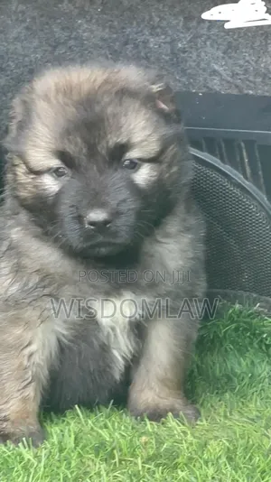 1-3 months Female Purebred Caucasian Shepherd
