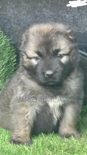 1-3 months Male Purebred Caucasian Shepherd