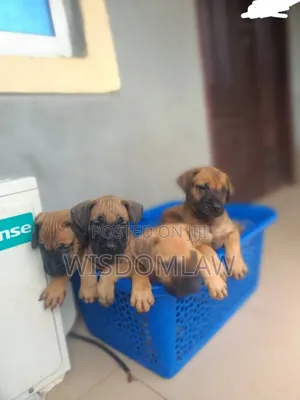 1-3 months Male Purebred Boerboel