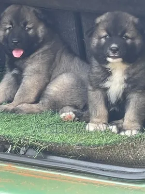 1-3 months Female Purebred Caucasian Shepherd